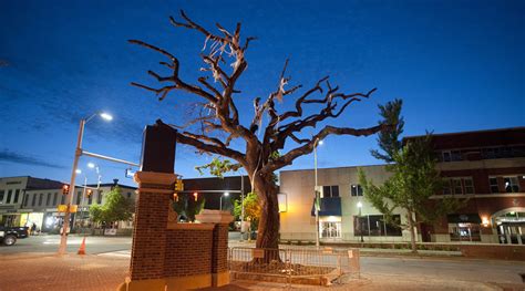 auburn tree poisoning